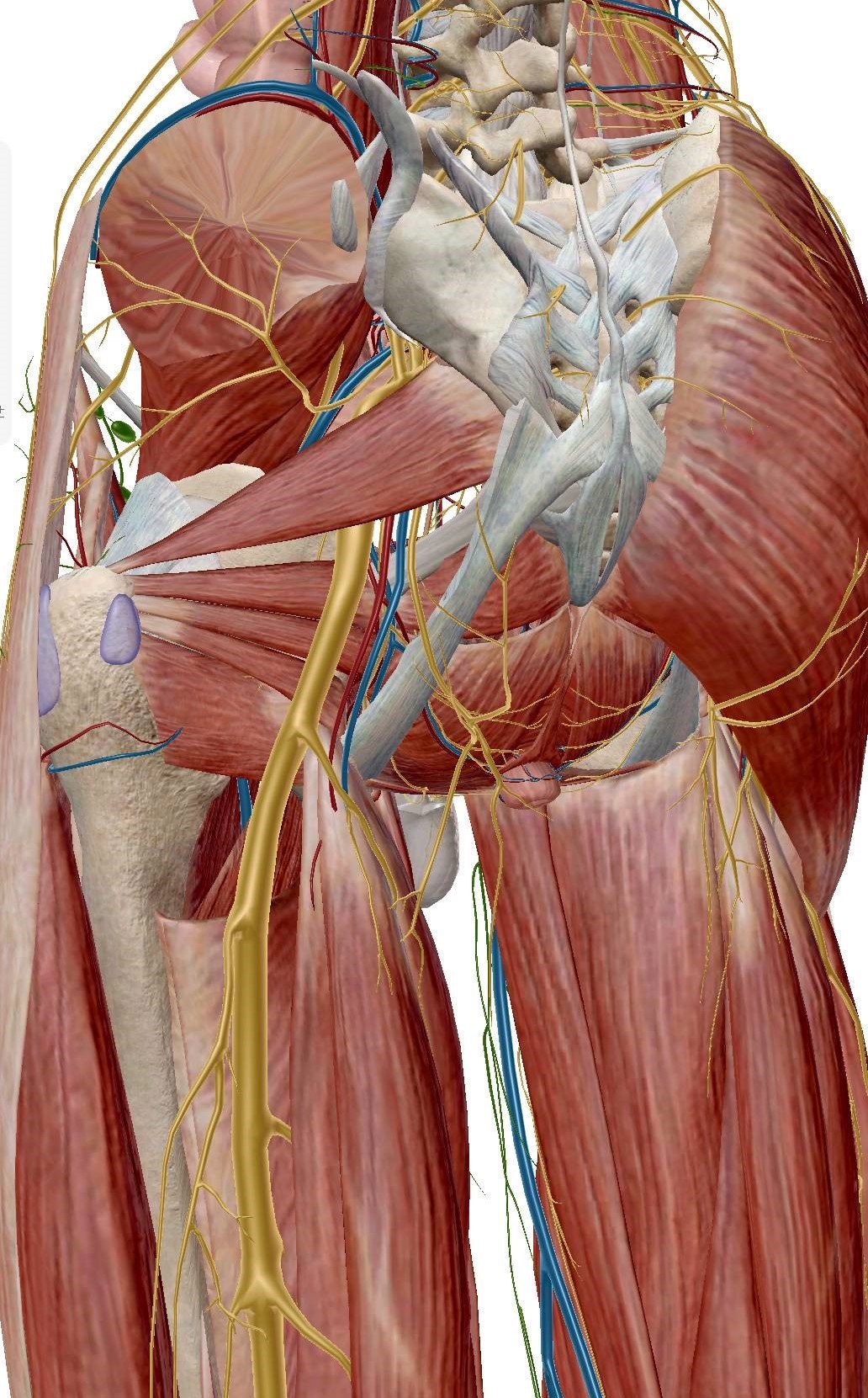 Sciatic Nerve